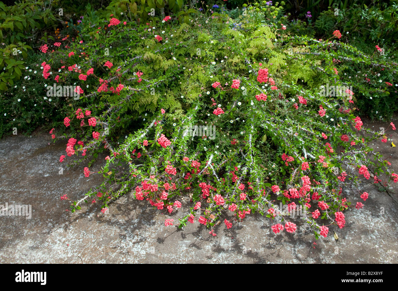 Euphorbia milli splendens `Crown of Thorns` Stock Photo